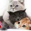 Cat - Prosto_kot
