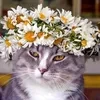 Айлис Эстрелла