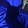 Night85