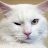 felinus