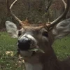чай с мёдом.