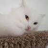 sanooor