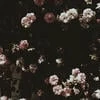 Annabelle_Rosamunt