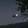 Горячая булка
