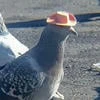 b_bird