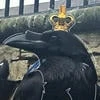 Inspector Bird