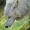 Nekog_cherr
