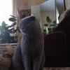 СтрелокСайфер
