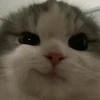 ches_leroi