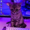 Time_Cat_Pain
