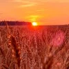 _Ronika_Wildfield_
