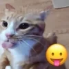 echo_alexx