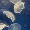 морфинлюбитзубы