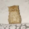 Голодный ящер