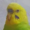 STAIMG