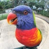 Roffi