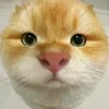 Bober_Bober