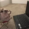 Miss_spiky
