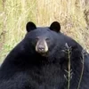 Мега_Супер_Медведь