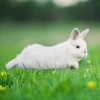 mistyrabbit