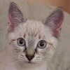Котёнок Тичи
