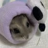 твой толстый хома