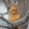 Индэлан