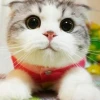 Moki_m_r