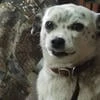 Ксеня борзая