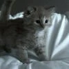 умерла на той неделе