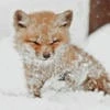 Богумила