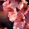 просто автор фанфиков