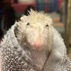 Сово