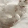 Холодные Сновидения