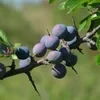 Prunus spinosa
