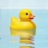 Duck_Q