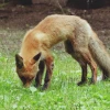 Vick Wild
