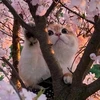 Кот под сакурой