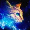 Sternenkatze