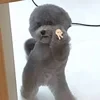 Чокопайка с вишней