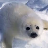 lnngv