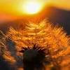 Mr. Yellow sun
