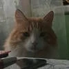 Абв где ёж
