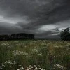 No.rain.no.flower