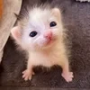 Morojko Danya or Otmorozok
