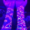 Кошка Дынька