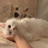 люблю батончик милкивей