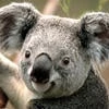 Kaleklaber145