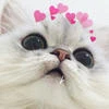 Кудрявое 4мо