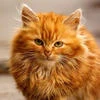 Рыжий кот во фраке